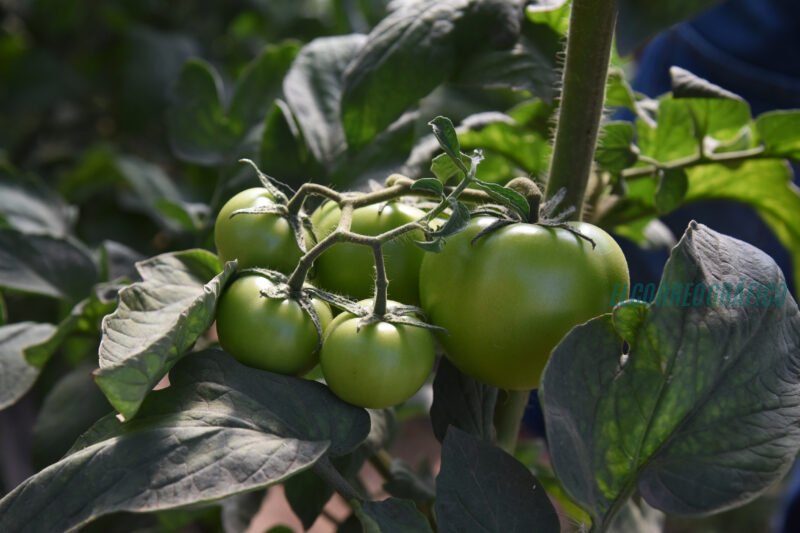 Relevamiento Florihortícola Platense 2025, 2.826 explotaciones y 6.225 empleos 3