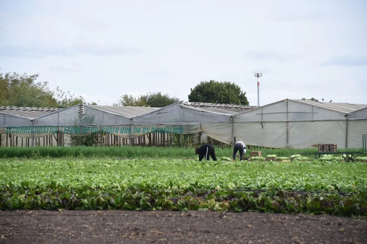 La Plata, capital nacional de la producción bajo cubierta 2