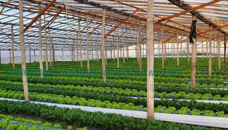 La Plata, capital nacional de la producción bajo cubierta 8
