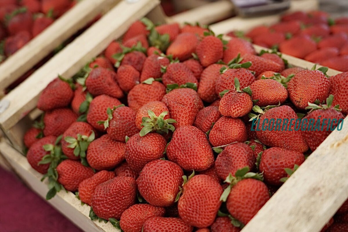 1ª Fiesta de la Frutilla gratis en La Plata, todo lo que tenés que saber
