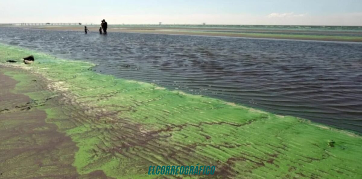 Descubrí cómo las cianobacterias tóxicas pueden arruinar tu verano inolvidable en las playas del Río de la Plata Descubrí cómo las cianobacterias tóxicas pueden arruinar tu verano en las playas del Río de la Plata 1