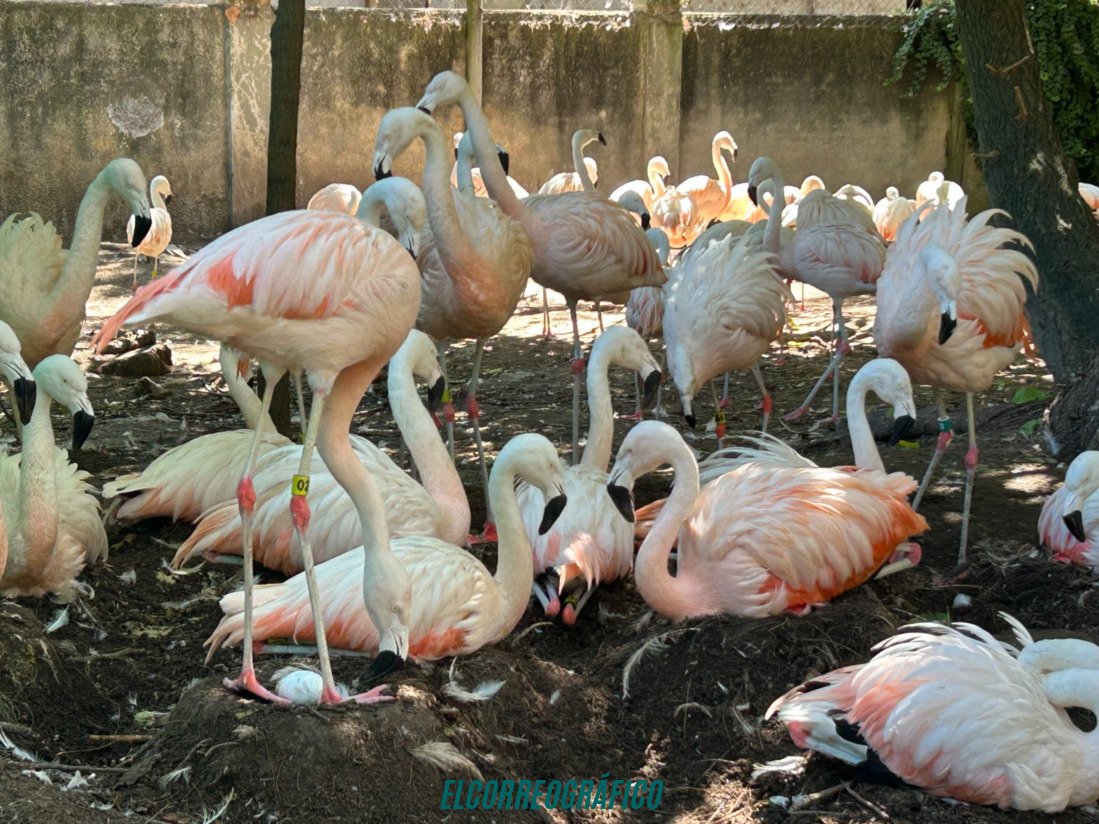 Hito histórico en el Bioparque La Plata,7 flamencos nacen después de 10 años de silencio 1