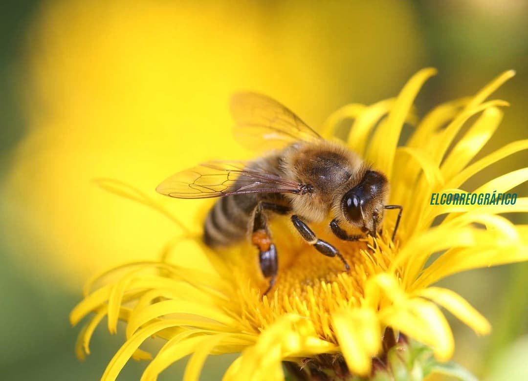 Jornada en Berisso expuso la verdad que nadie quiere ver sobre las abejas y el futuro 0