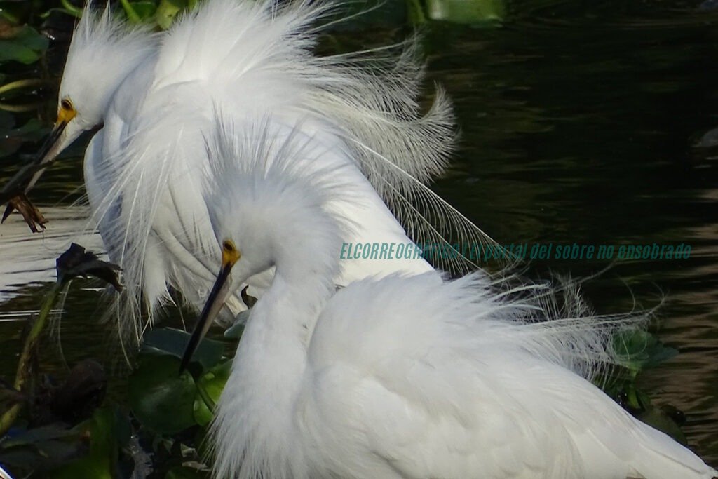 Reserva natural en Berisso: crean un innovador santuario de 100 hectáreas en el Delta del Río Santiago Reserva natural en Berisso. crean un santuario de 100 hectáreas en el Delta del Río Santiago 10